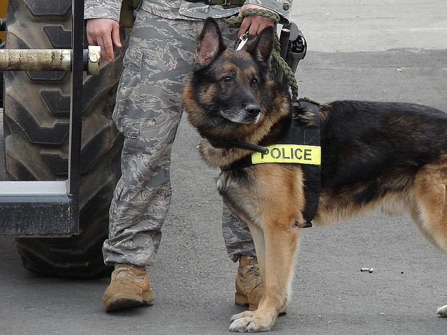 Military Police Dog at JBER, Alaska 