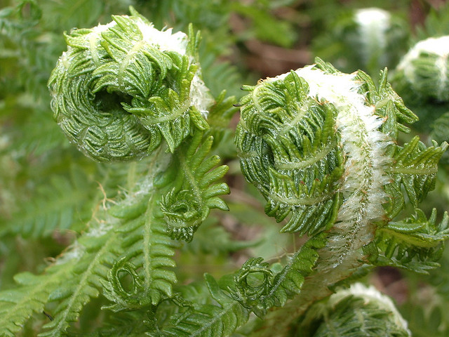 fiddlehead ferns by Kim Fleming