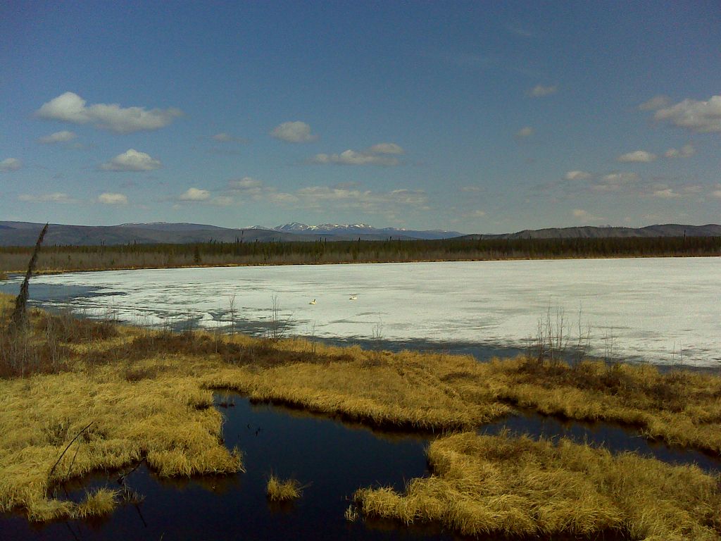 Swans on Dot Lake